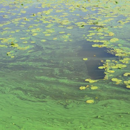 Frustrated with Pond Algae Control?