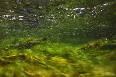 Organic Ways To Keep Your Pond Free From Algae