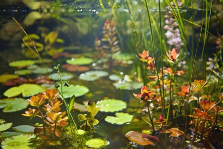 When Do Pond Plants Start Growing?