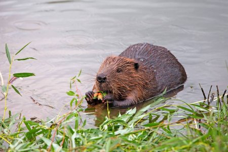 How to Protect Your Trees from Beavers in Your Pond