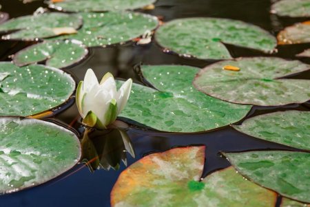 Choosing the Best Aquatic Pond Plants for a Thriving Waterbody