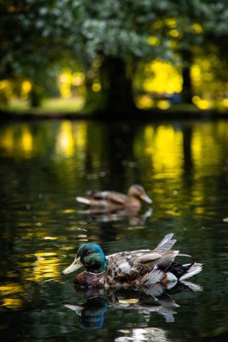 How to Clean a Wildlife Pond: Some Maintenance Tips