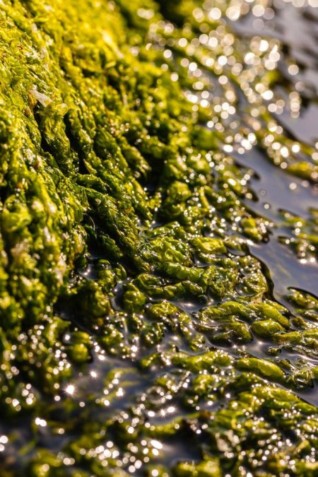 5 Algae Prevention Tips