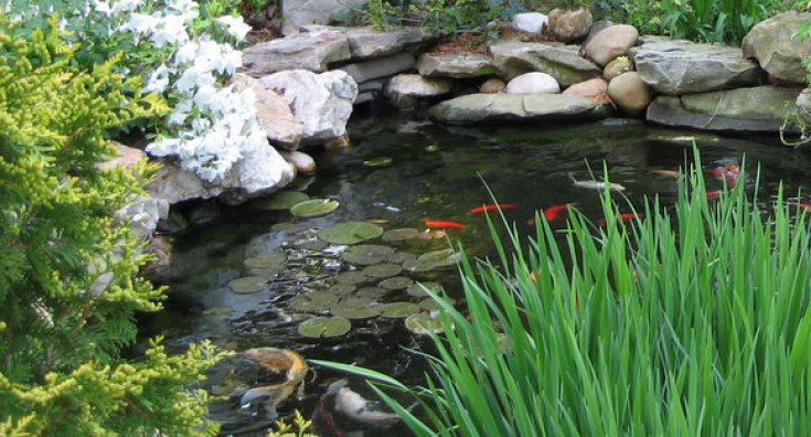 4 Tips for Winterizing Your Pond