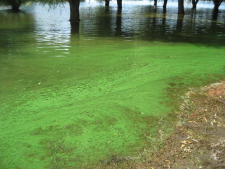 Eating and Clean Lake Management: Building a Foundation for Long-Term Health