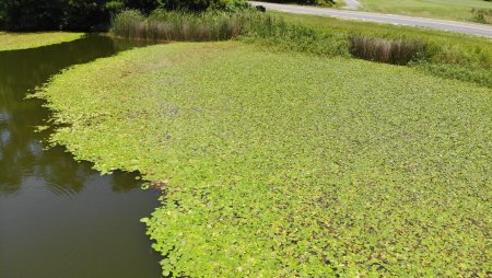 Identifying the Good vs. Bad Aquatic Plants in Your Pond